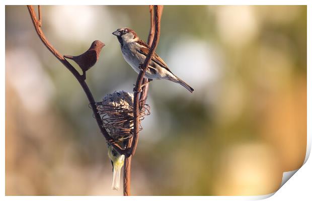 Wild bird perched on feeder Print by Laurent Renault