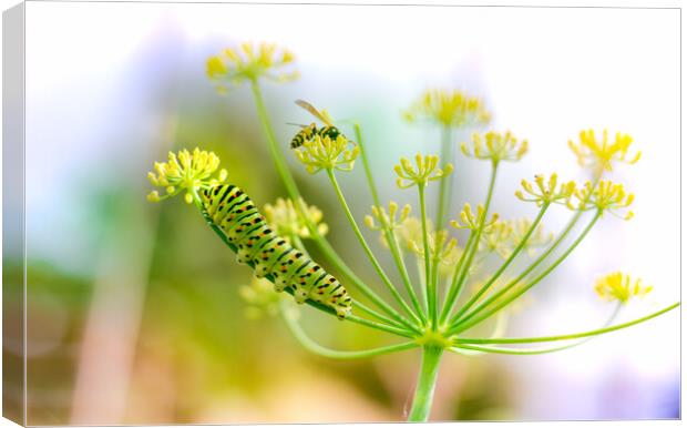 Swallowtail caterpillar and wasp on fennel Canvas Print by Laurent Renault