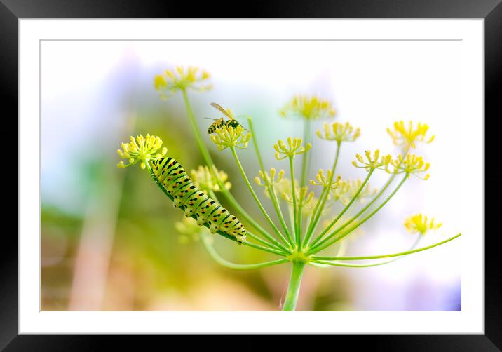 Swallowtail caterpillar and wasp on fennel Framed Mounted Print by Laurent Renault