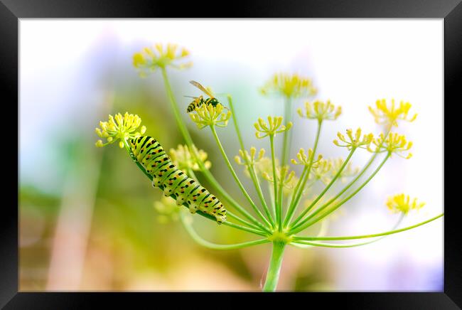 Swallowtail caterpillar and wasp on fennel Framed Print by Laurent Renault