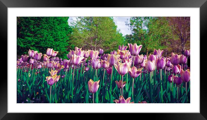 Purple tulip field from the ground Framed Mounted Print by Laurent Renault