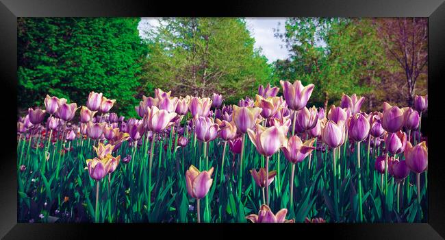 Purple tulip field from the ground Framed Print by Laurent Renault
