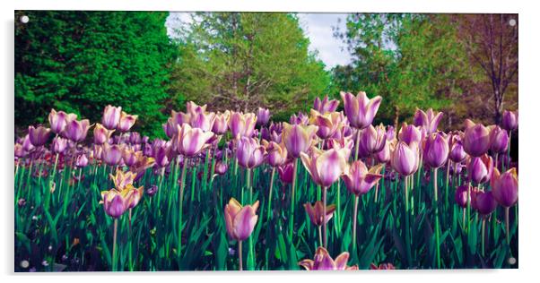 Purple tulip field from the ground Acrylic by Laurent Renault