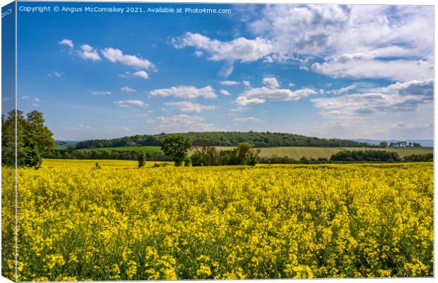 Yellow rapeseed field near Dalmeny, Scotland Canvas Print by Angus McComiskey