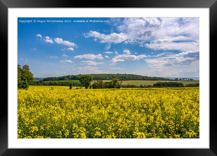 Yellow rapeseed field near Dalmeny, Scotland Framed Mounted Print by Angus McComiskey