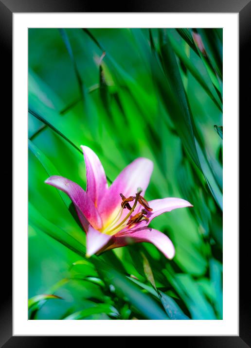 Pink Lily flower blooming over green Framed Mounted Print by Laurent Renault
