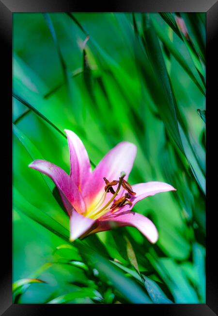 Pink Lily flower blooming over green Framed Print by Laurent Renault