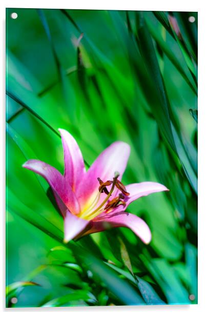 Pink Lily flower blooming over green Acrylic by Laurent Renault