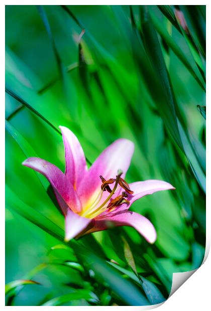 Pink Lily flower blooming over green Print by Laurent Renault