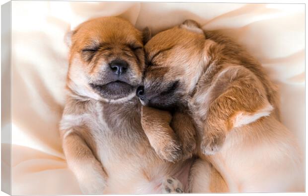 Cuddly newborn puppies in sweet dreams Canvas Print by Laurent Renault