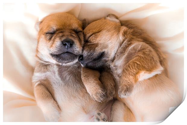 Cuddly newborn puppies in sweet dreams Print by Laurent Renault