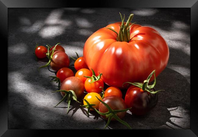 Still life tomatoes over dark background Framed Print by Laurent Renault