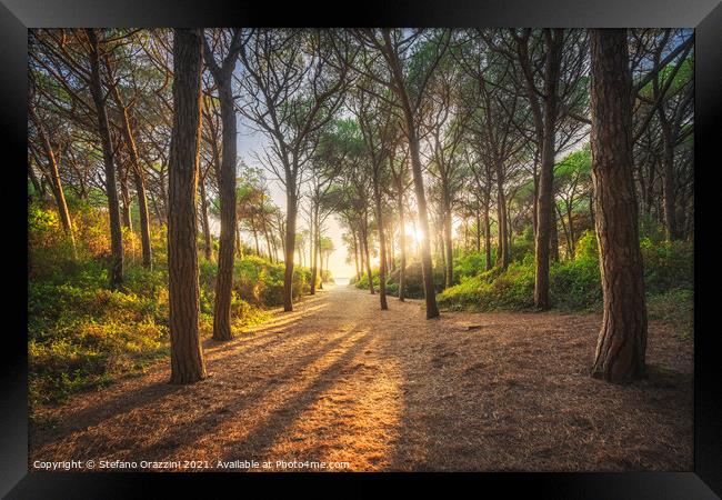 Path in pine forest. Marina di Cecina, Tuscany Framed Print by Stefano Orazzini