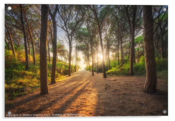 Path in pine forest. Marina di Cecina, Tuscany Acrylic by Stefano Orazzini