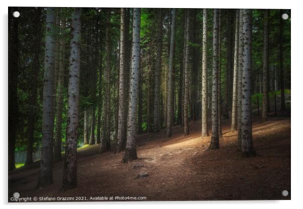 Path inside a silver fir forest. Tuscany Acrylic by Stefano Orazzini