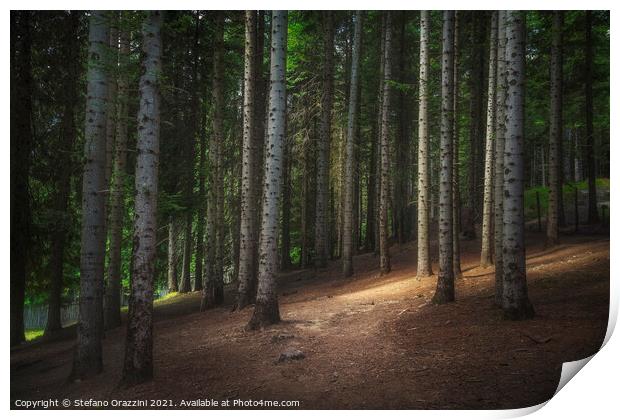 Path inside a silver fir forest. Tuscany Print by Stefano Orazzini