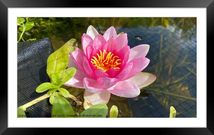 Pond Lilly  Framed Mounted Print by Daryl Pritchard videos