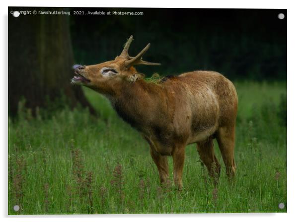 Bellowing Pere David’s Deer  Acrylic by rawshutterbug 