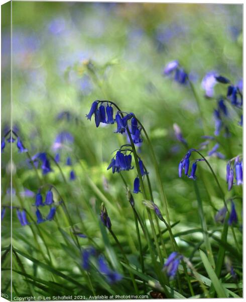Bluebells   Canvas Print by Les Schofield
