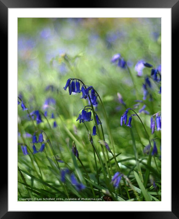 Bluebells   Framed Mounted Print by Les Schofield