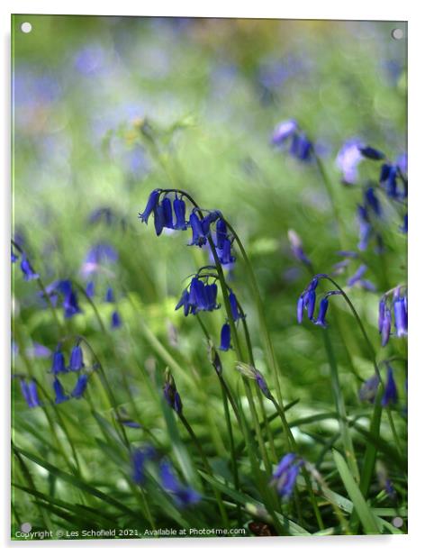 Bluebells   Acrylic by Les Schofield