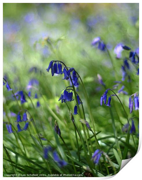 Bluebells   Print by Les Schofield