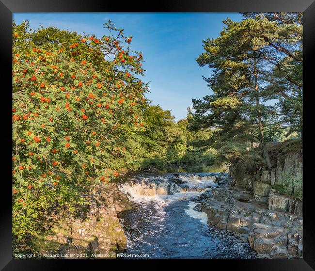 Rowan Tree at Low Force Waterfall, Teesdale Framed Print by Richard Laidler