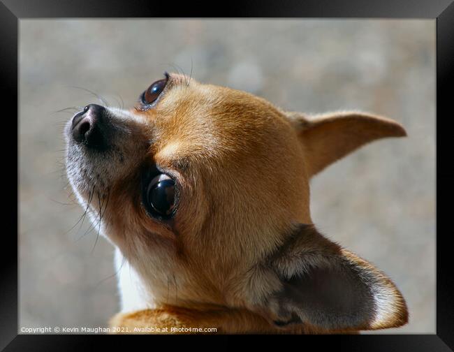 Can I Have A Treat Please Framed Print by Kevin Maughan