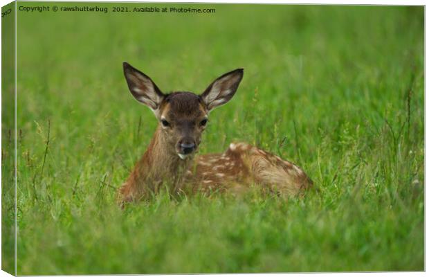 Fawn Resting In The Grass Canvas Print by rawshutterbug 