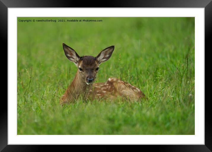 Fawn Resting In The Grass Framed Mounted Print by rawshutterbug 