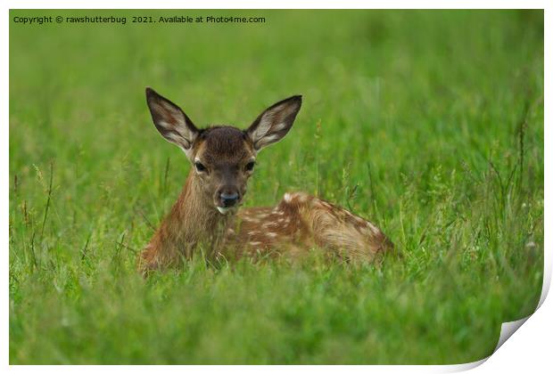 Fawn Resting In The Grass Print by rawshutterbug 