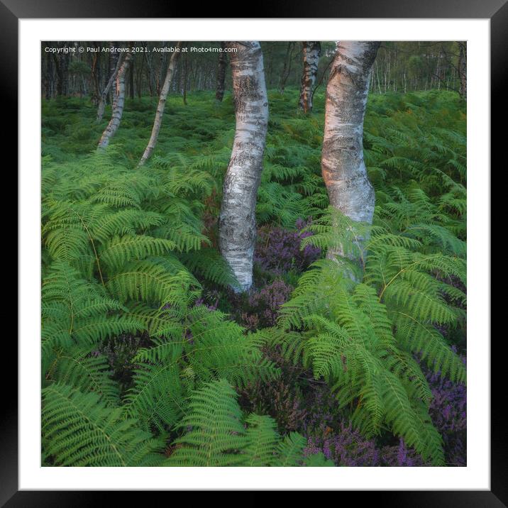 Millstone Edge Silver Birch Framed Mounted Print by Paul Andrews