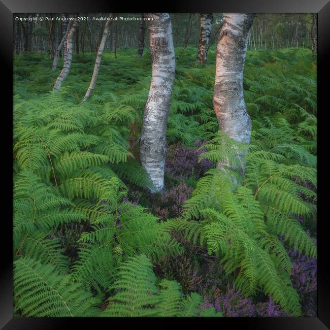 Millstone Edge Silver Birch Framed Print by Paul Andrews