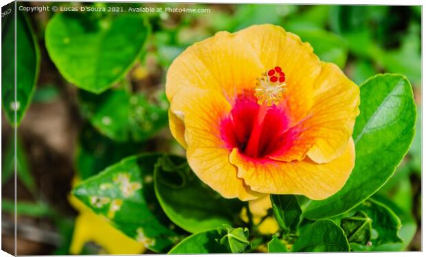 Hibiscus flower and buds on a plant Canvas Print by Lucas D'Souza