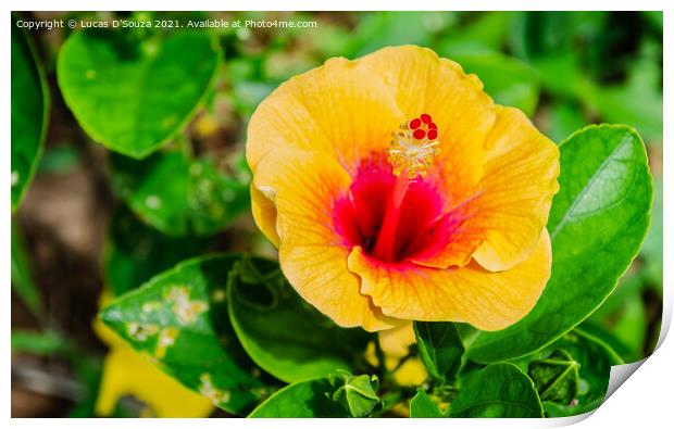 Hibiscus flower and buds on a plant Print by Lucas D'Souza