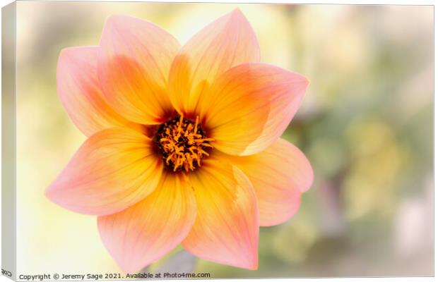Blooming Dahlia Canvas Print by Jeremy Sage