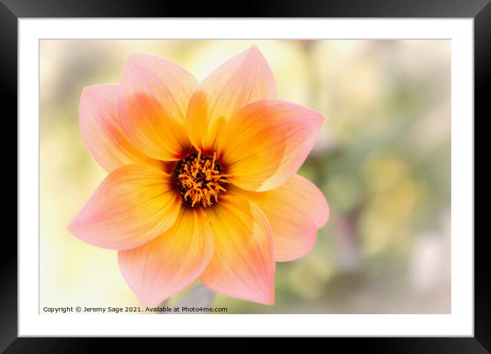 Blooming Dahlia Framed Mounted Print by Jeremy Sage