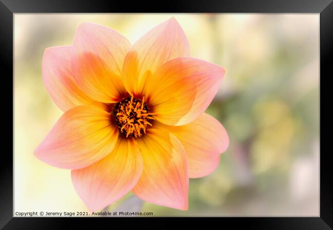 Blooming Dahlia Framed Print by Jeremy Sage