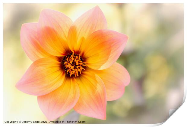 Blooming Dahlia Print by Jeremy Sage