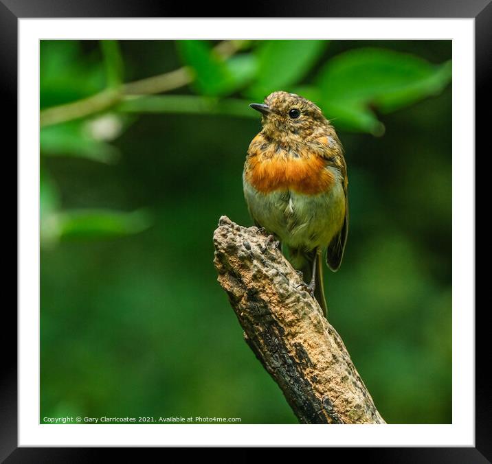 A Juvenile Robin Framed Mounted Print by Gary Clarricoates