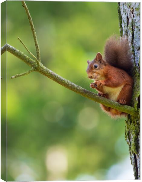 Red squirrel on a branch. Canvas Print by Tommy Dickson