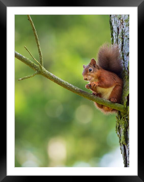Red squirrel on a branch. Framed Mounted Print by Tommy Dickson