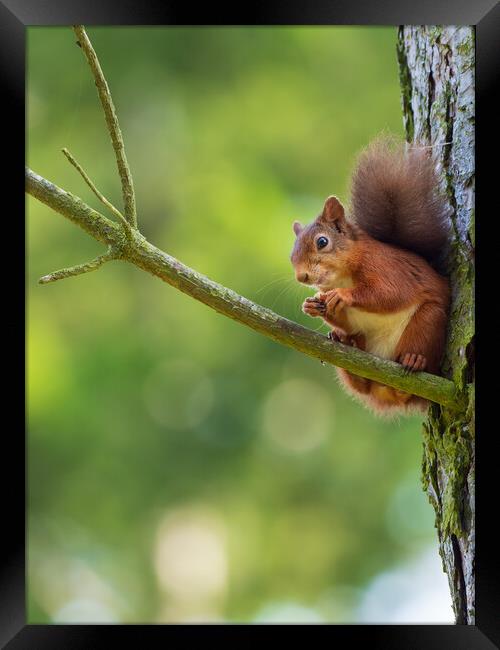 Red squirrel on a branch. Framed Print by Tommy Dickson