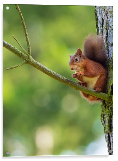 Red squirrel on a branch. Acrylic by Tommy Dickson