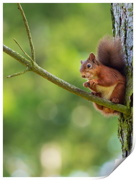 Red squirrel on a branch. Print by Tommy Dickson
