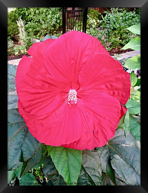Red Hibiscus Framed Print by Stephanie Moore