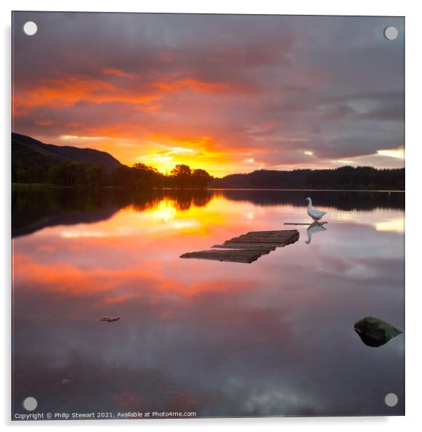 Loch Ard Goose Acrylic by Philip Stewart