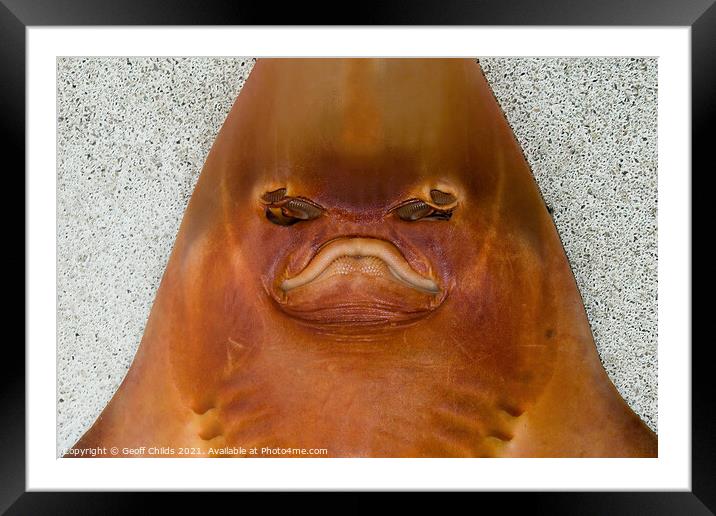  Monster from the deep. Unusual closeup head shot.  Framed Mounted Print by Geoff Childs
