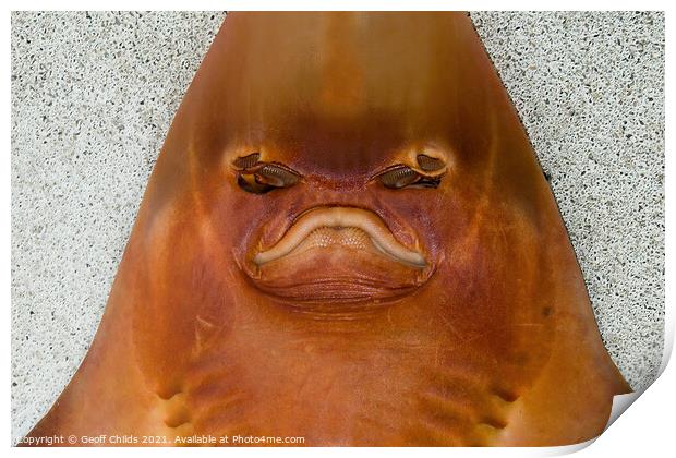  Monster from the deep. Unusual closeup head shot.  Print by Geoff Childs