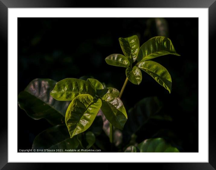 Green leaves catch the summer light Framed Mounted Print by Errol D'Souza